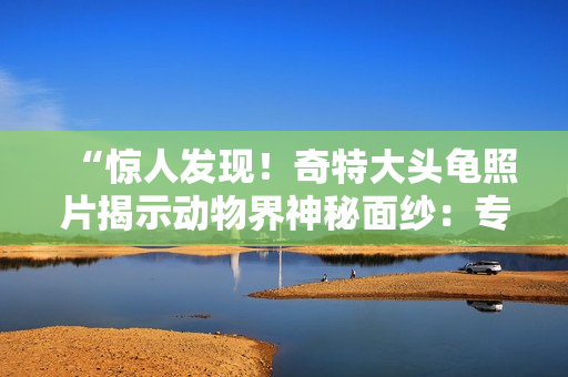 “驚人發(fā)現(xiàn)！奇特大頭龜照片揭示動物界神秘面紗：專家稱其可能為新物種！”
