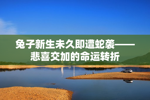 兔子新生未久即遭蛇襲——悲喜交加的命運轉(zhuǎn)折